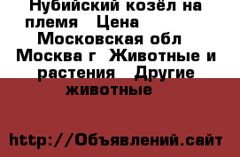 Нубийский козёл на племя › Цена ­ 25 000 - Московская обл., Москва г. Животные и растения » Другие животные   